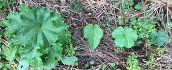 Image result for Malva verticillata