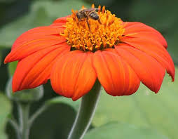 Image result for Tithonia rotundifolia