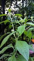 Image result for Vernonia kirungae