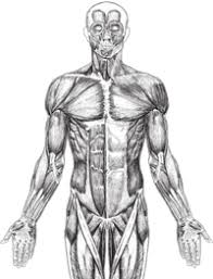 Maybe you would like to learn more about one of these? Blank Anatomy Worksheets Prohealthsys