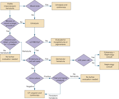 Hematuria Symptom To Diagnosis An Evidence Based Guide