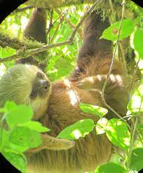 A 2 Toed Sloth I Found Scratching His Belly In The Monteverde Cloud Forest Cr Oc 2568x4084 Animals Images Sloth Monteverde