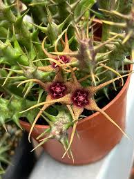 Image result for Orbea caudata