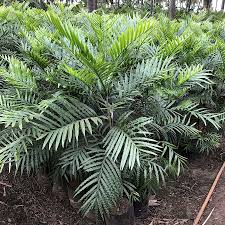 Image result for Filicium decipiens