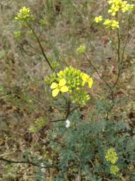 Image result for Erucastrum