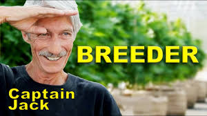 Memoirs of a Cannabis Breeder