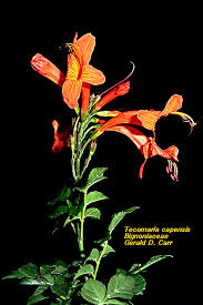 Image result for Bignoniaceae