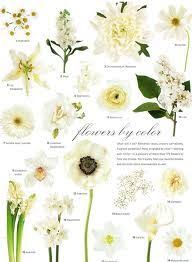 Flowers By Color Chart Flowers White Wedding Flowers