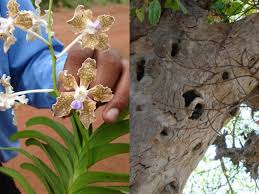 Image result for Pavetta decumbens