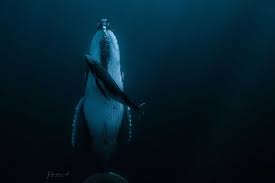 Over 3,760 humpback whale pictures to choose from, with no signup needed. They Shut Down Half Their Brain Images Showing How Whales Sleep Underwater Win 172k Photography Prize Abc News