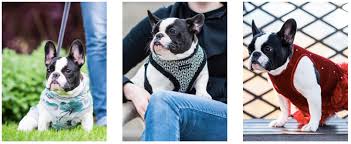In our great assortment of french bulldog costumes, you'll find the piece for every occasion. The Best Harnesses And Clothes That Fit French Bulldogs What The Frenchie