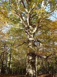 As soon as smirre fox saw her, he left his place under the beech tree, and sneaked up toward her. Fagus Grandifolia Wikipedia