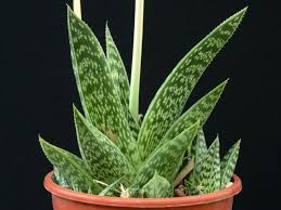 Image result for Aloe wollastonii