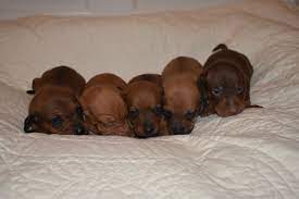 If you are unable to find your dachshund puppy in our puppy for sale or dog for sale sections, please consider looking thru thousands of dachshund dogs for adoption. Select Dachshunds Akc Miniature Dachshunds For Sale In Texas Dachshund Puppies Miniature Dachshunds Dachshunds For Sale