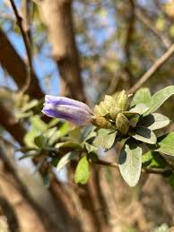 Image result for Bonamia