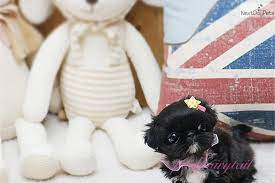 Tiny Teacup Pekingese Yazmin Pekingese Puppies Pekingese Pekingese Puppies For Sale
