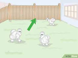 May 23, 2021 · caring for silkie chickens. How To Care For Silkie Chickens With Pictures Wikihow