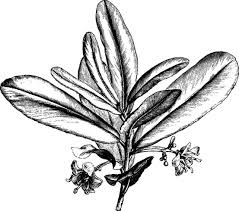 Image result for Brexia