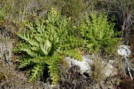 Image result for Stolzia heiligenthalii