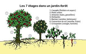 Le Concept Le Jardin Foret Aussi Appele Foret Nourriciere Est Un Espace De Culture De Varietes Come Jardin Foret Arbre Fruitier Nain Design De Jardin Potager
