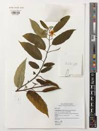 Image result for Glyphaea