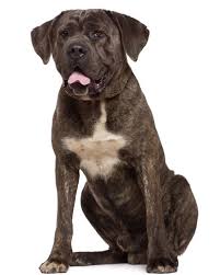 Hondenrassen Cane Corso Hondenrassen Hondenliefhebbers Honden