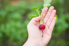 The biggest challenge to growing vegetables indoors is going to be lack of light. Radishes The Underrated Indoor Vegetable You Can Grow In 1 Month Off The Grid News