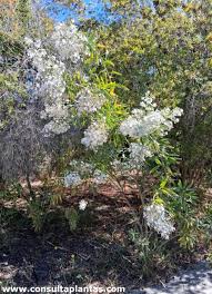 Image result for Convolvulus goyderi