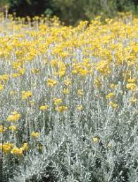 Image result for Helichrysum asperum
