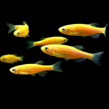 Pin On Aquarium Notebook