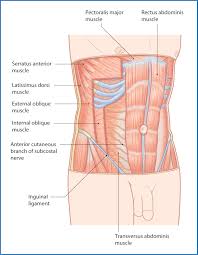Muscles of the anterior torso. Anterolateral Abdominal Wall And Groin Basicmedical Key