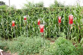 The earliest known genetically modified plant is wheat. Frankenpolitics The Left S Defence Of Gmos