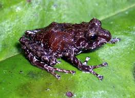 Image result for Pristimantis atillo