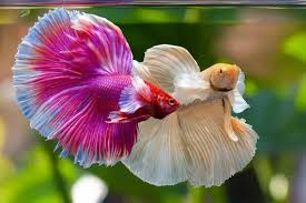 Image result for betta fish