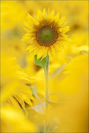 Sunflowers Beautiful Flowers Yellow Sunflower Flowers