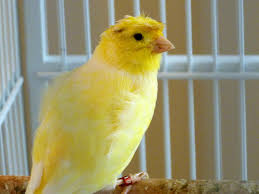 We did not find results for: 15 Cara Membedakan Antara Burung Kenari Betina Dan Kenari Jantan Cintai Hidup