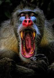 Male Mandrill Baboon Animals Beautiful Animal Photography Colorful Animals