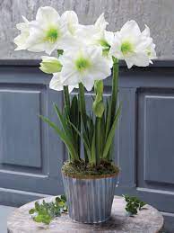 Christmas Gift White Amaryllis Trio Gardener S Supply Amaryllis Christmas Amaryllis Flowers Lily Plants