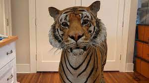 It had me move my phone around before populating a handful of animals, but eventually, it displayed a tiger, a golden eagle, and a wolf. Google 3d Animals How To Use The Cool Ar Feature At Home Cnet