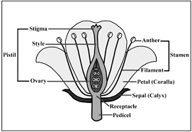 Cbse Class 10 Science Exam 2020 Important Biology Diagrams With Labelling Explanation Biology Diagrams Biology Human Respiratory System