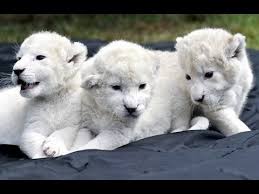 اغلى 5 حيوانات في العالم Youtube