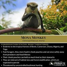 Image result for Monosis conferta