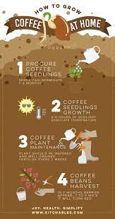 Growing coffee plants at home is a rewarding experience that will help you learn and appreciate the work involved in producing coffee. Infographic How To Grow Coffee At Home Coffeerama
