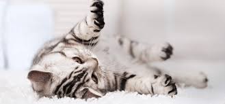 114 reviews of compassionate pet cremation i awoke to the shock and great sadness of finding my beloved cat, desmond dead on the bathroom floor. 40 Hq Pictures Pet Cremation Cost Near Me Pet Cremation Dog Cat Cremation Pet Cremation Near Me Cheap Beach Wedding Dress
