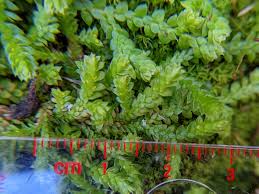 Image result for Selaginella chevalieri