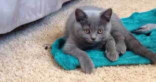 His exact weight is dependent on his breed and his individual at 6 weeks, a kitten is ready for more than just mother's milk. My 12 Week Old British Shorthair Kitten British Shorthair British Shorthair Kittens Kitten