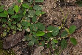 Image result for Grona barbata