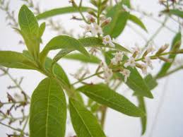 Image result for Aloysia citrodora