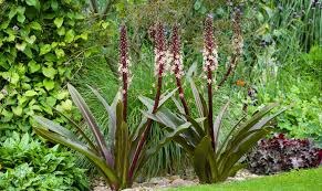 Image result for Eucomis