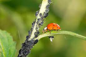 Bizzybee is passionate about cannabis and have dedicated themselves to the craft of extraction by designing and manufacturing customizable systems for all extraction needs. Gilmer Pest Control Rodent And Insect Exterminators Bizzy Bee Pest Solutions